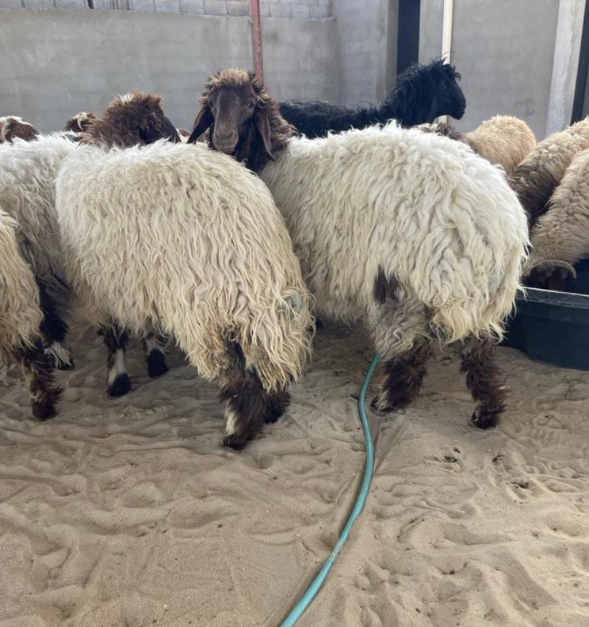 خرافي الصغار