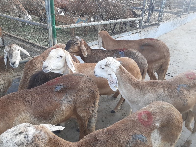 مسلخ جده الرئيسي