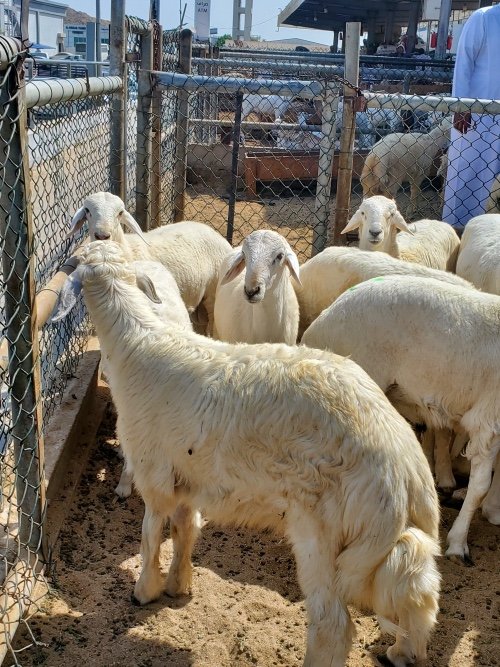 ابو عبيد للحلال