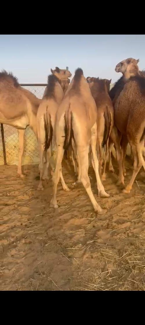 فارس الوايلي